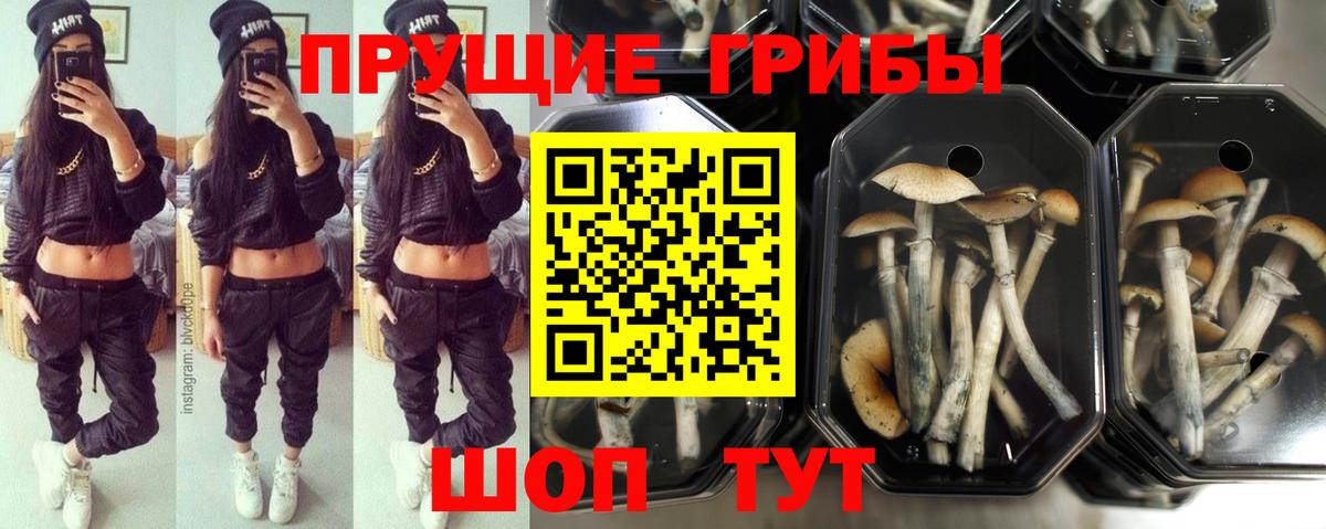 Псилоцибиновые грибы Cubensis Луховицы